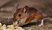 24 Hour & Emergency Exterminators in Frisco, NC